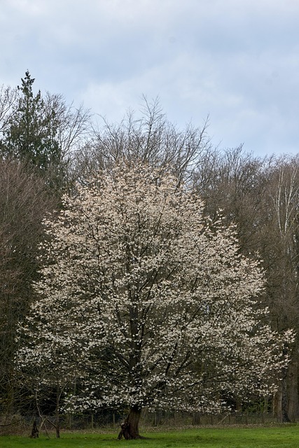 Free Tree Nature photo and picture
