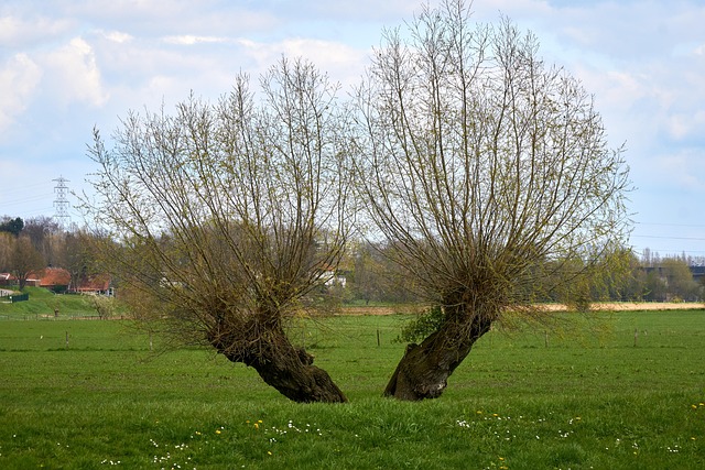 Free Trees Willow photo and picture