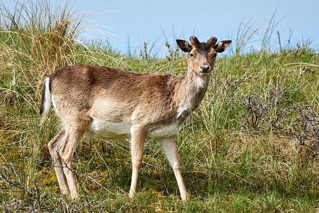 Free Deer Antler photo and picture