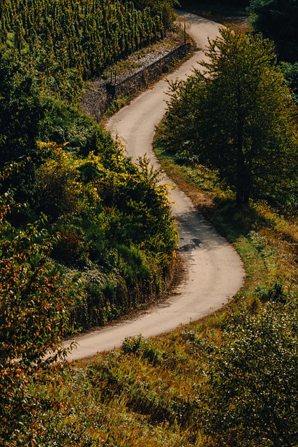 Free Path Vineyard photo and picture