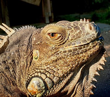 Free Animal Iguana photo and picture
