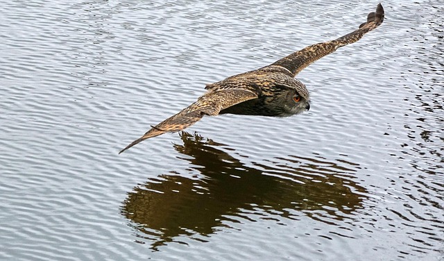 Free Bird Owl photo and picture