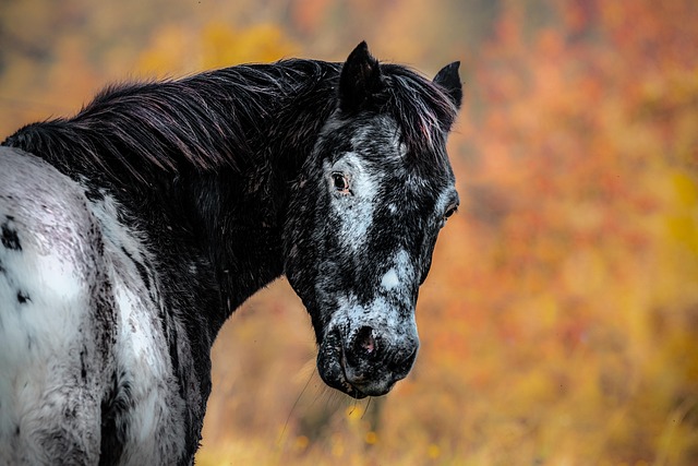 Free Horse Animal photo and picture