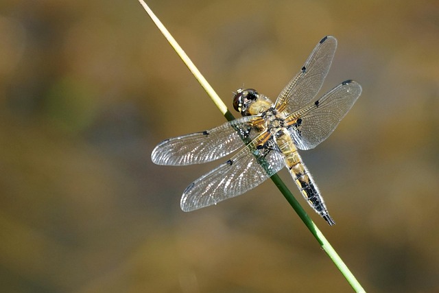 Free Dragonfly Insect photo and picture
