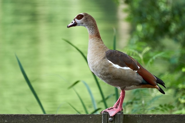 Free Bird Goose photo and picture
