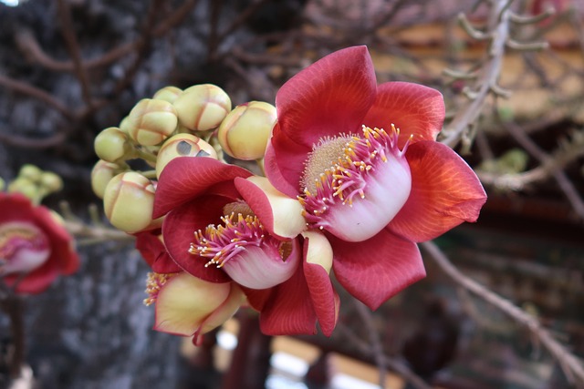 Kanonenkugelbaum, Couroupita Guianensis