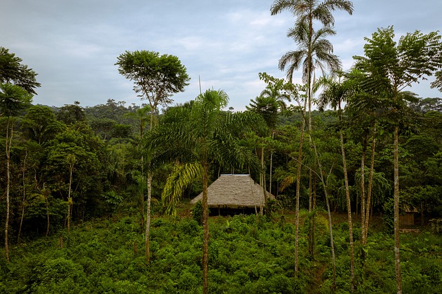 Tropical, Isla, Naturaleza, Cabaña
