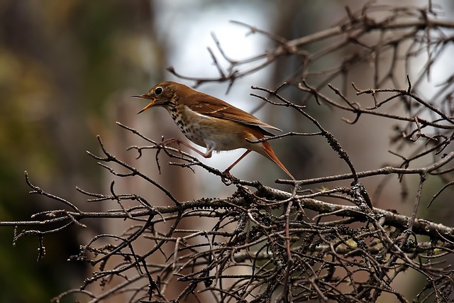 Free Hermit Thrush Woodland photo and picture