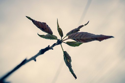 Natureza, Folhas, Botânica, Crescimento