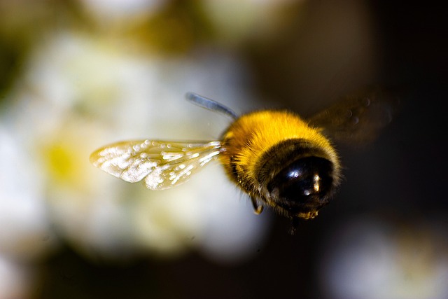 Free Bee Insect photo and picture