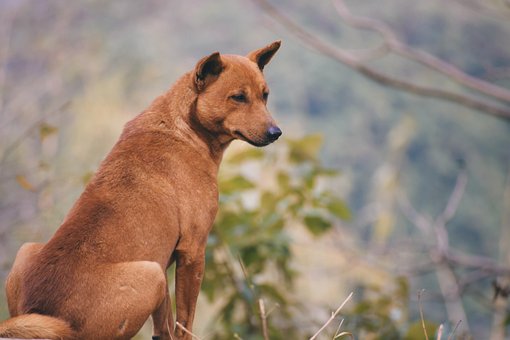 Free Dog Pet photo and picture