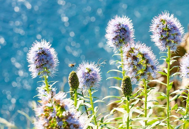 Free Flowers Bee photo and picture