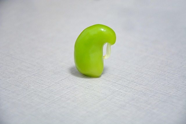 Free Vegetable Bud photo and picture