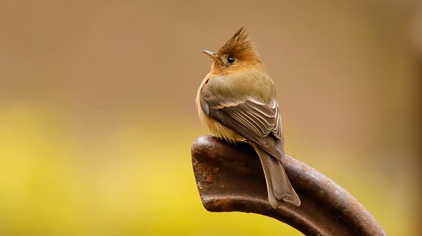 Free Tufted Flycatcher Bird photo and picture