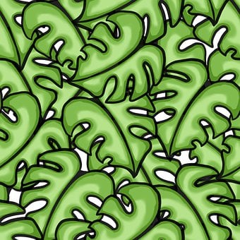 Frunze, Natura, Monstera