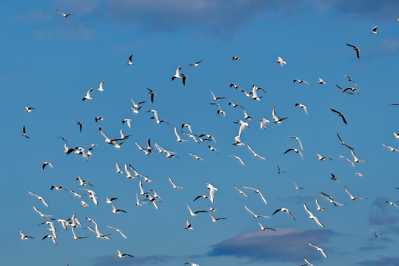 새 떼 날아다니는 새들 조류 - Pixabay의 무료 사진