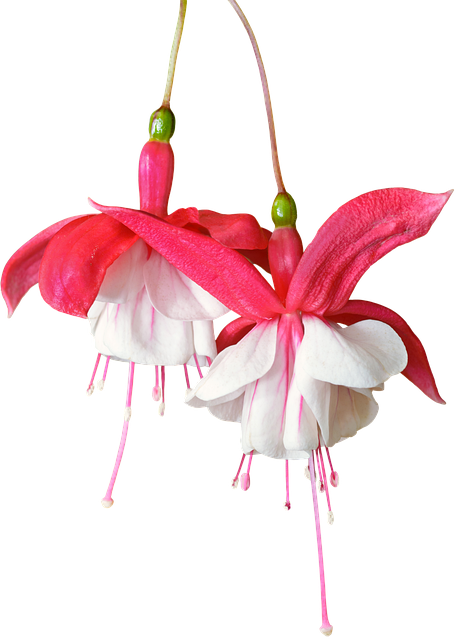 Free Flowers Nature illustration and picture