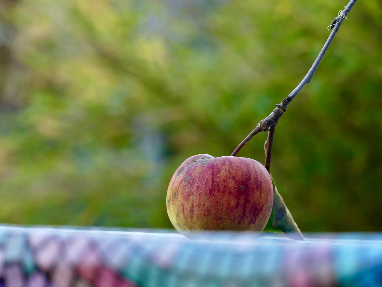 Apple Table Green Free photo on Pixabay Pixabay