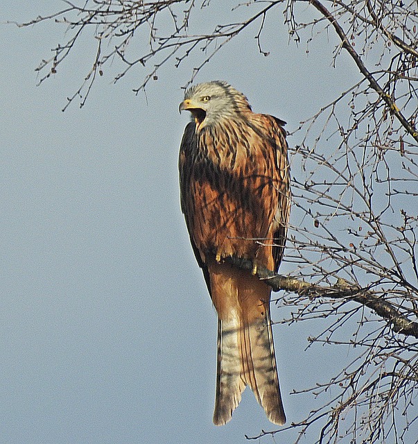 Free Eagle Bird photo and picture