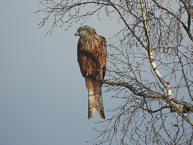 Free Bird Plumage photo and picture
