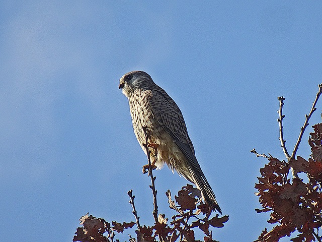 Free Bird Animal photo and picture