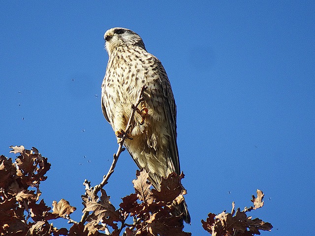 Free Bird Birds Of Prey photo and picture
