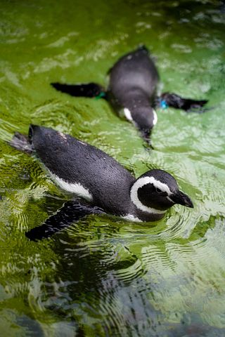 1,000+ Free Penguin & Animal Images - Pixabay