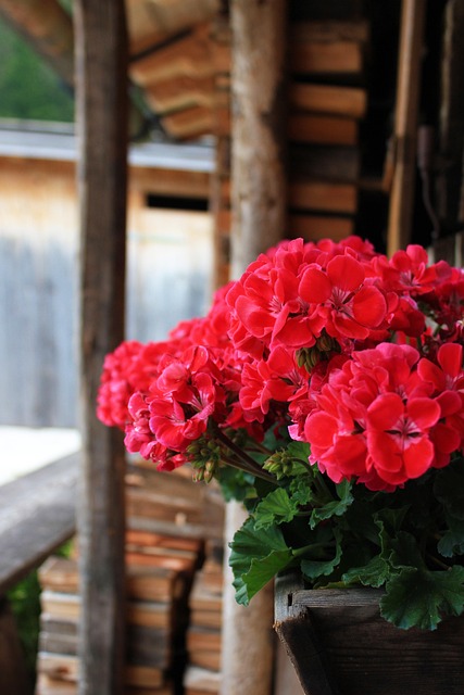 Free Flowers Petals photo and picture