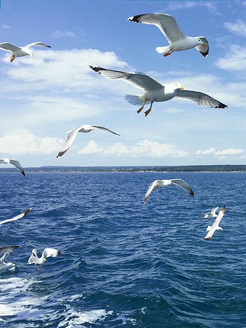 Free Gull Sea photo and picture