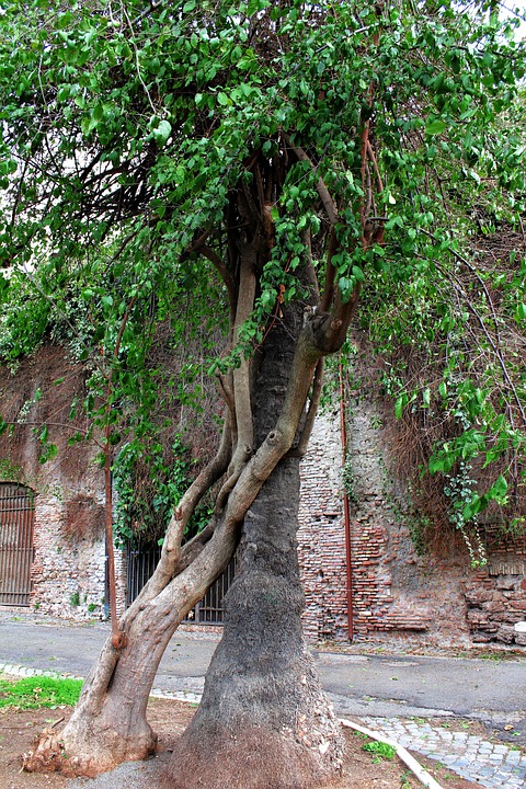 Tree Debrei Tree Devoured Grown Together - Free photo on Pixabay