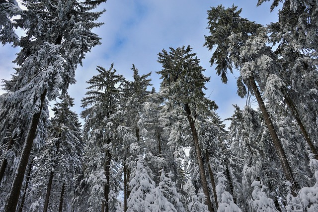Free Winter Snow photo and picture