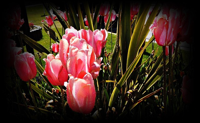 Tulpen, Natur, Uhuaia