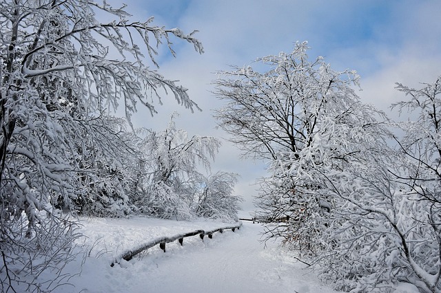 Free Winter Trees photo and picture