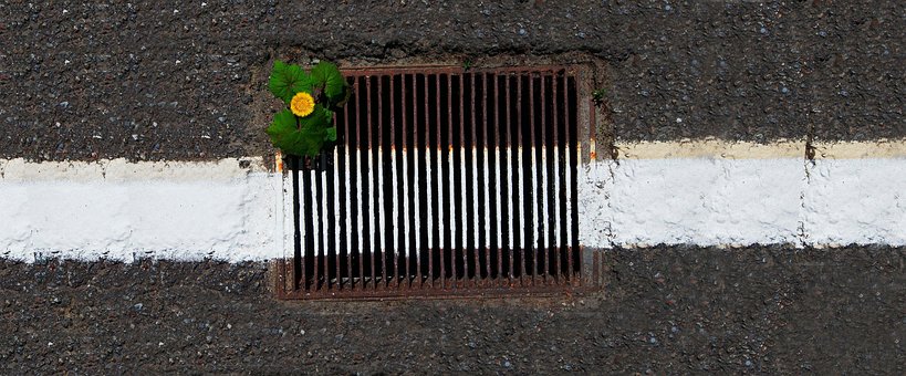 Free Line Flower photo and picture