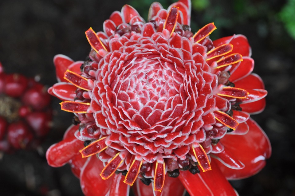 Blossom Red Flower Amazon Free photo on Pixabay