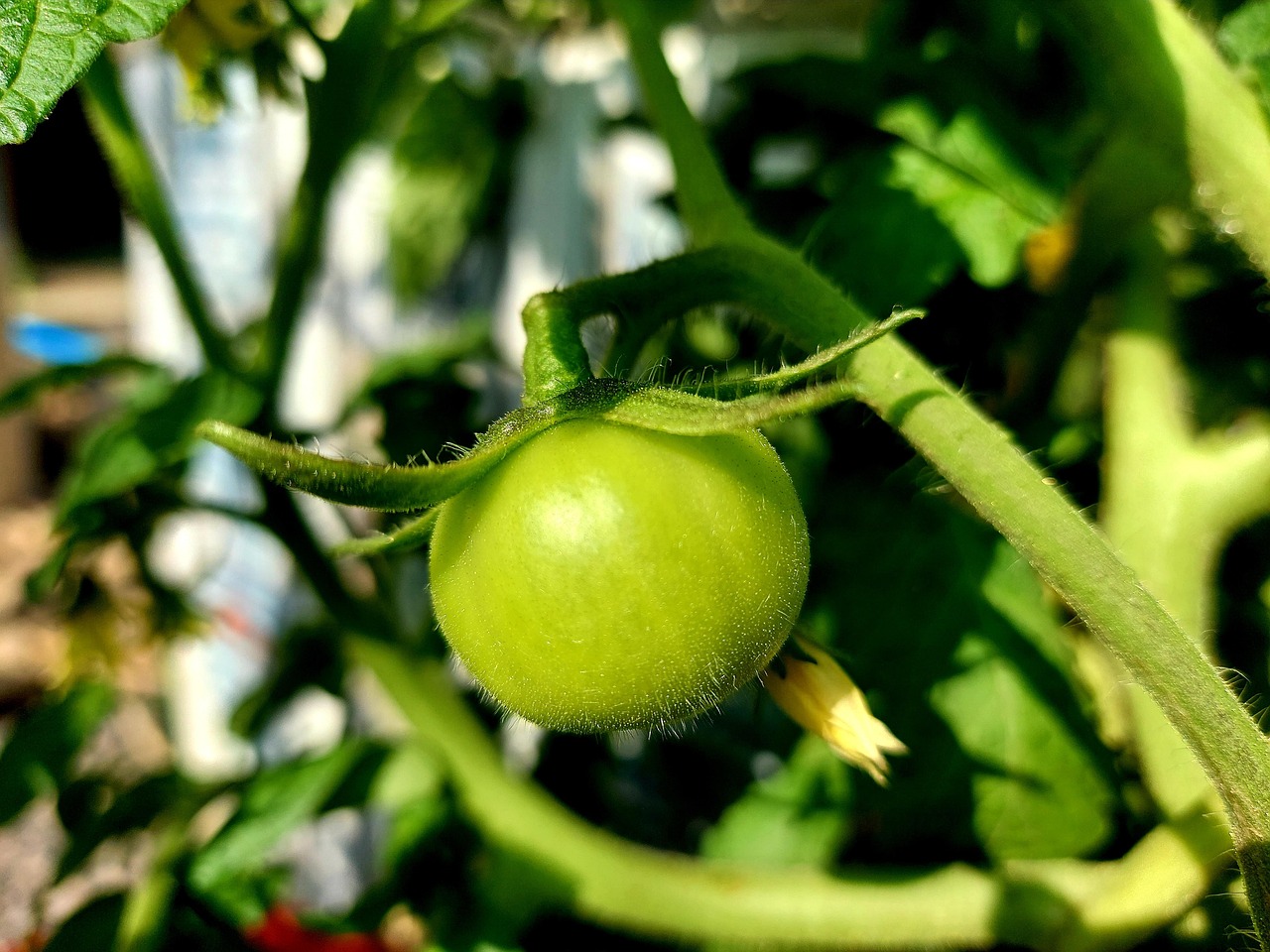Fruit Tomato Organic Free photo on Pixabay Pixabay