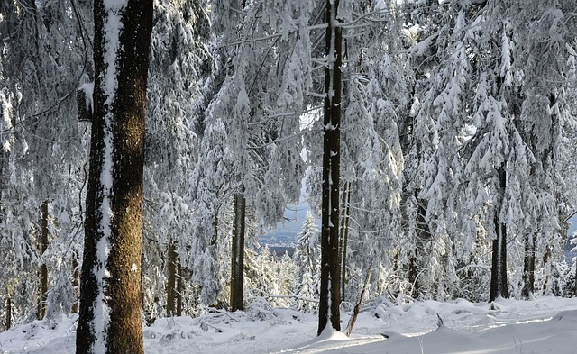 Free Forest Nature photo and picture