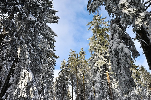 Free Nature Winter photo and picture