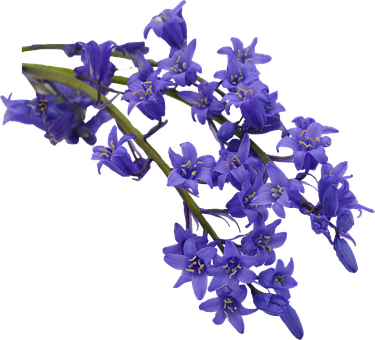 Free Flowers Cutout illustration and picture