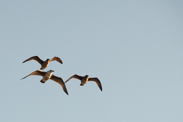 Pájaro, Gaviotas, Vuelo, Volador, Cielo