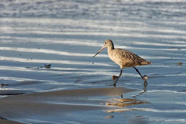 Pájaro, Plumas, Plumaje, Oceano, Playa