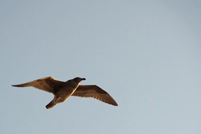Pájaro, Gaviota, Plumas, Vuelo, Cielo
