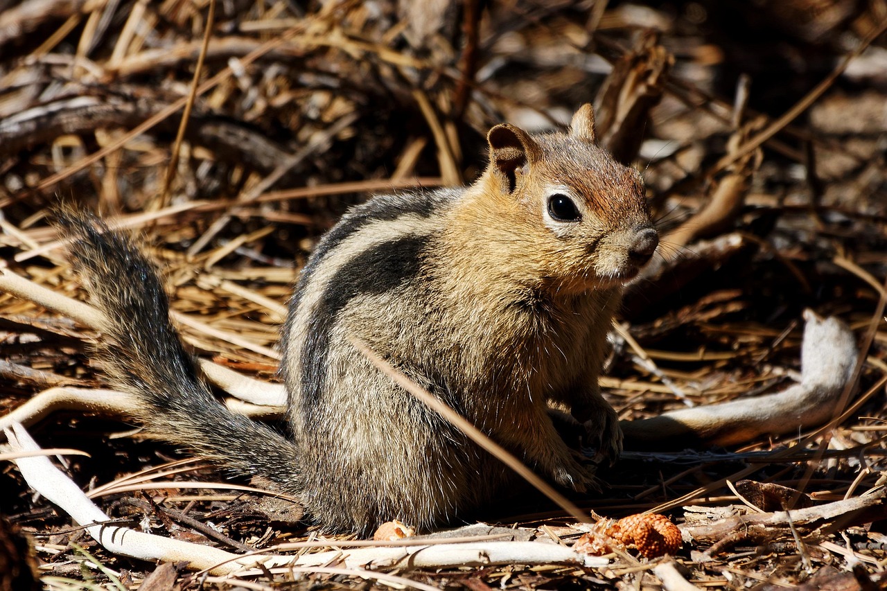 Ardilla Bosque Pelo - Foto gratis en Pixabay - Pixabay