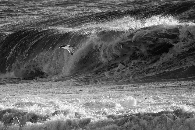 Oceano, Onda, Pájaro, Gaviota, Vuelo