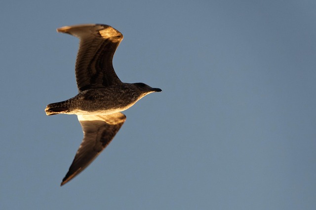 Gaviota, Pájaro, Volador, Cielo, Vuelo