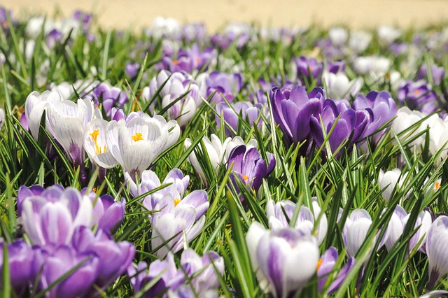 Free Flowers Crocus photo and picture
