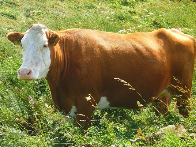 Free Cow Milk photo and picture
