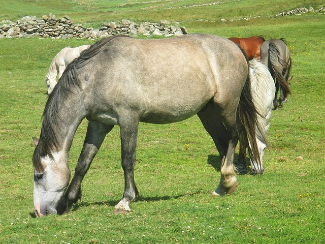 Free Horse Animal photo and picture