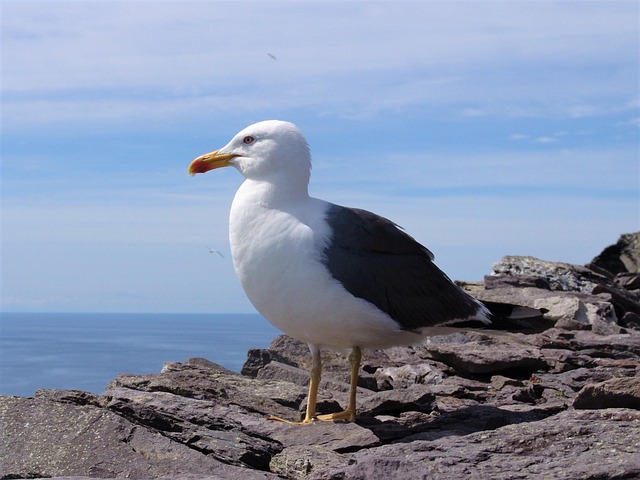 Free Gull Sea photo and picture