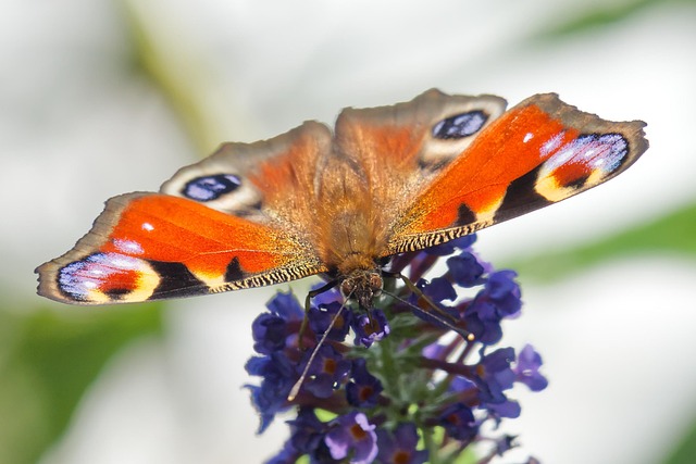 Download free HD stock image of Peacock Butterfly Pollination Free Peacock Butterfly Pollination photo and picture